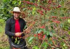 Productores de Dulce Nombre reciben formación técnica en café